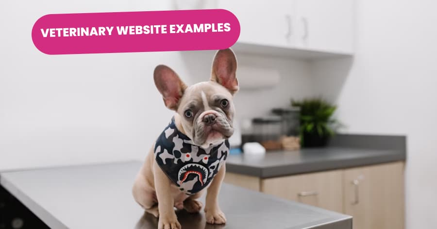 Best Veterinary Websites of 2026 | 11 Inspiring Examples 🚀