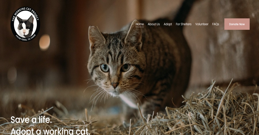 Kitten Lady - Squarespace Chartiy Website Examples